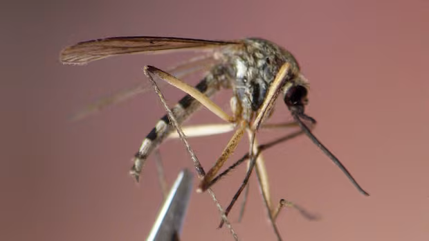 Toronto Public Health confirms 1st 2026 case of West Nile virus
