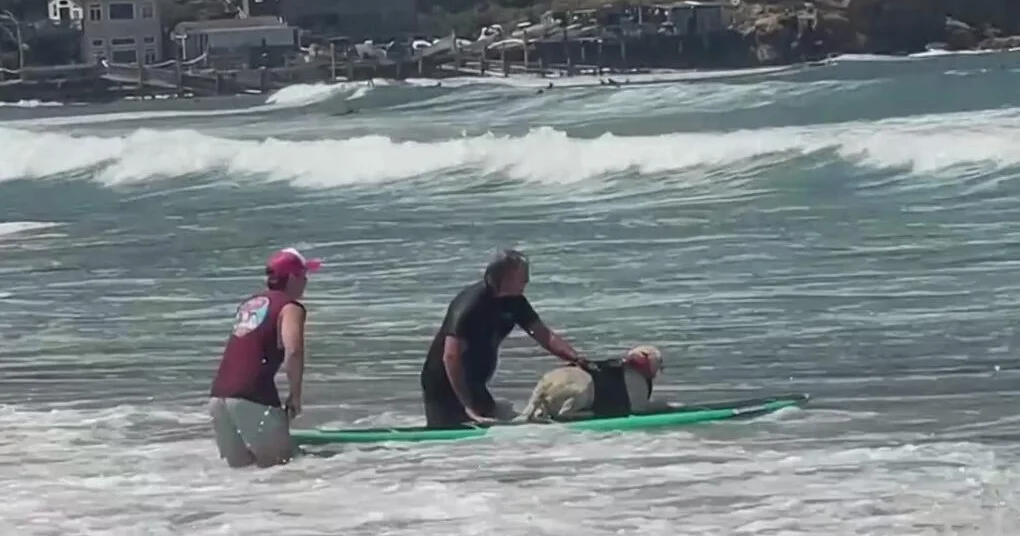 Thousands gather in Pacifica for World Dog Surfing Championships despite rough surf