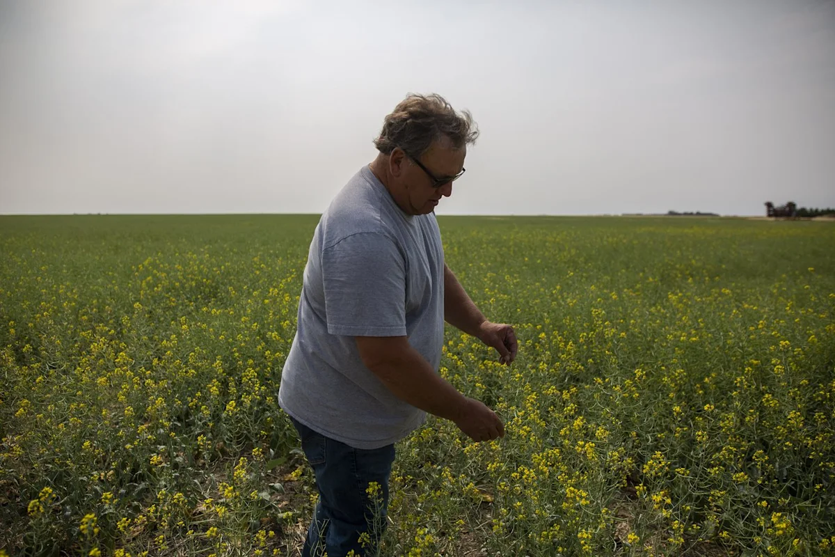 Saskatchewan senator, farmer Todd Lewis dies at age 65