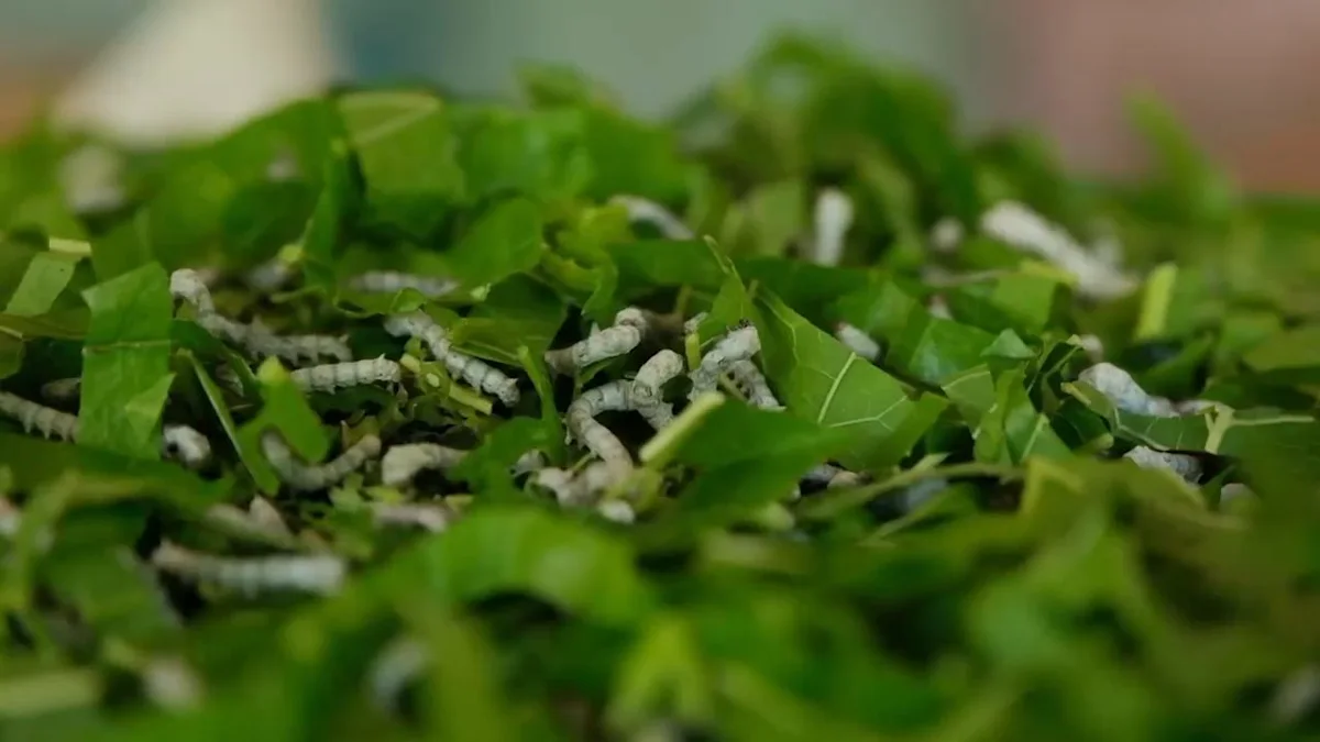 Weaving ‘peace silk’ to heal the wounds of earthquakes