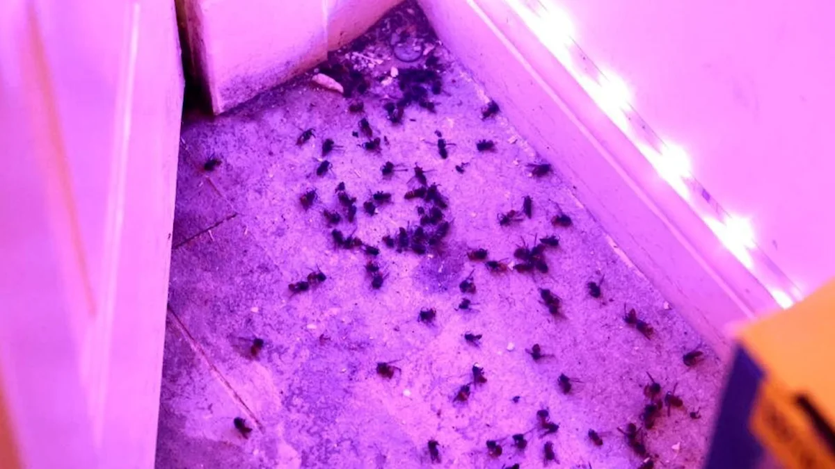 Man's flat infested with thousands of wasps