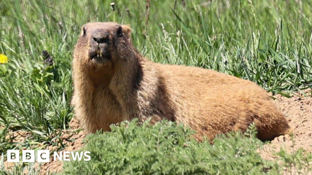 Marmots facing money troubles turn to OnlyFans
