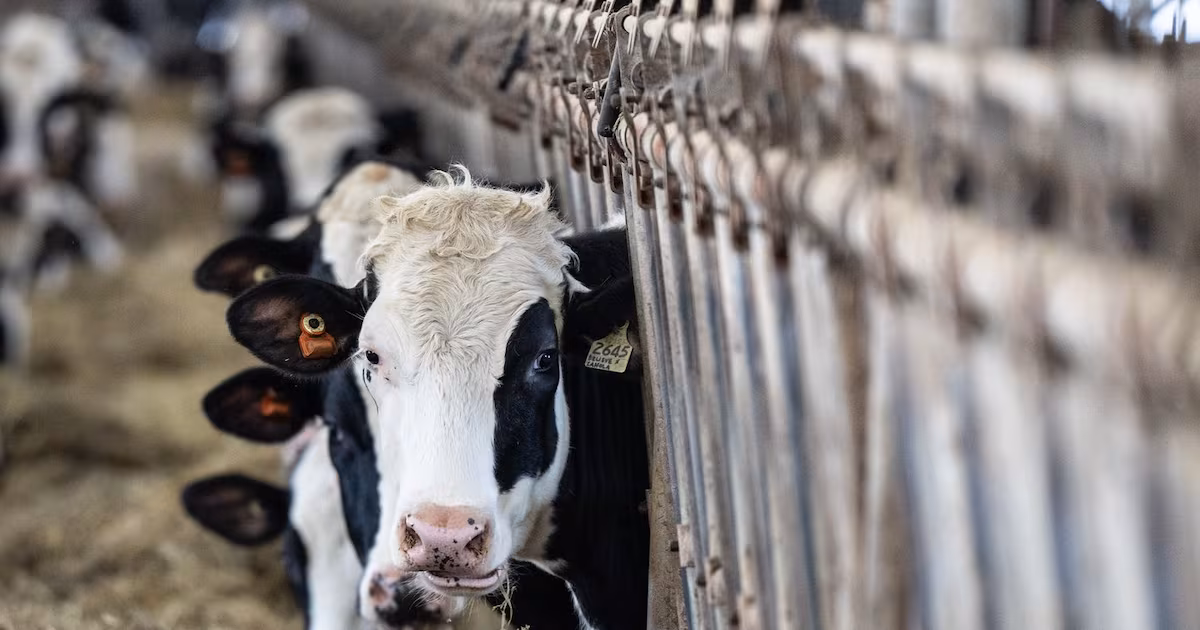 PM Carney says Ottawa is ‘loyal’ to supply management system protecting dairy sector