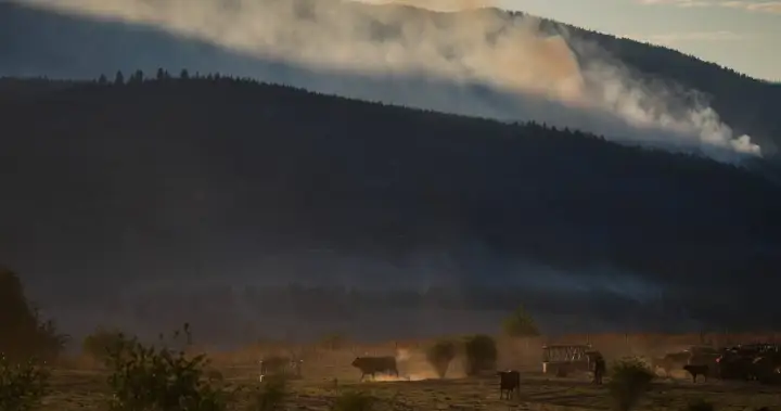Why some B.C. farmers stay to fight, despite wildfire evacuation orders