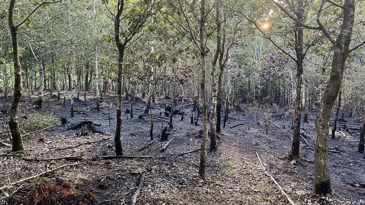 Fire crews dampen down woodland blaze hotspots