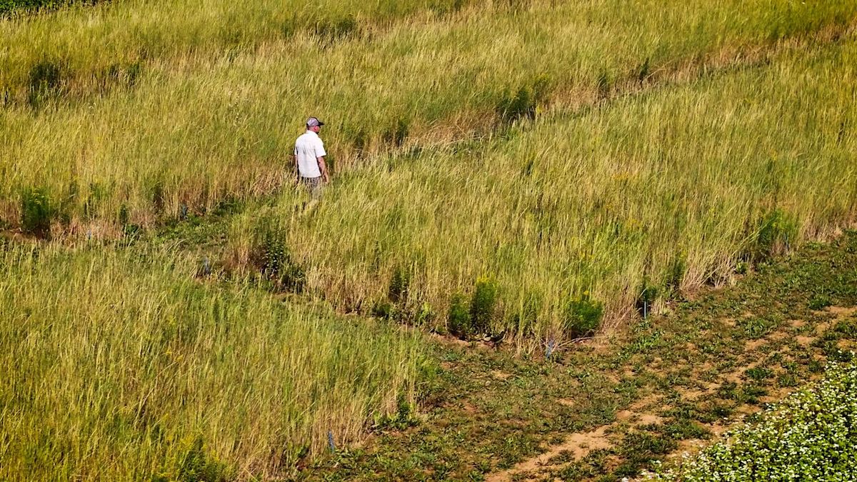 Trendy new wheat proves its potential in the Maritimes