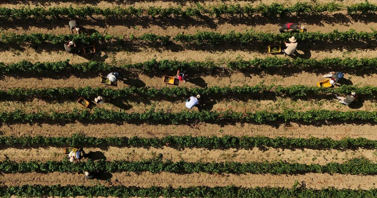 Italy Early Wine Harvest Photo Gallery