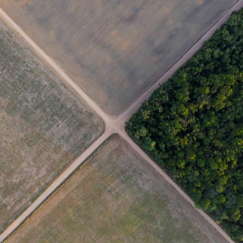 Court deals major blow to Amazon soy moratorium