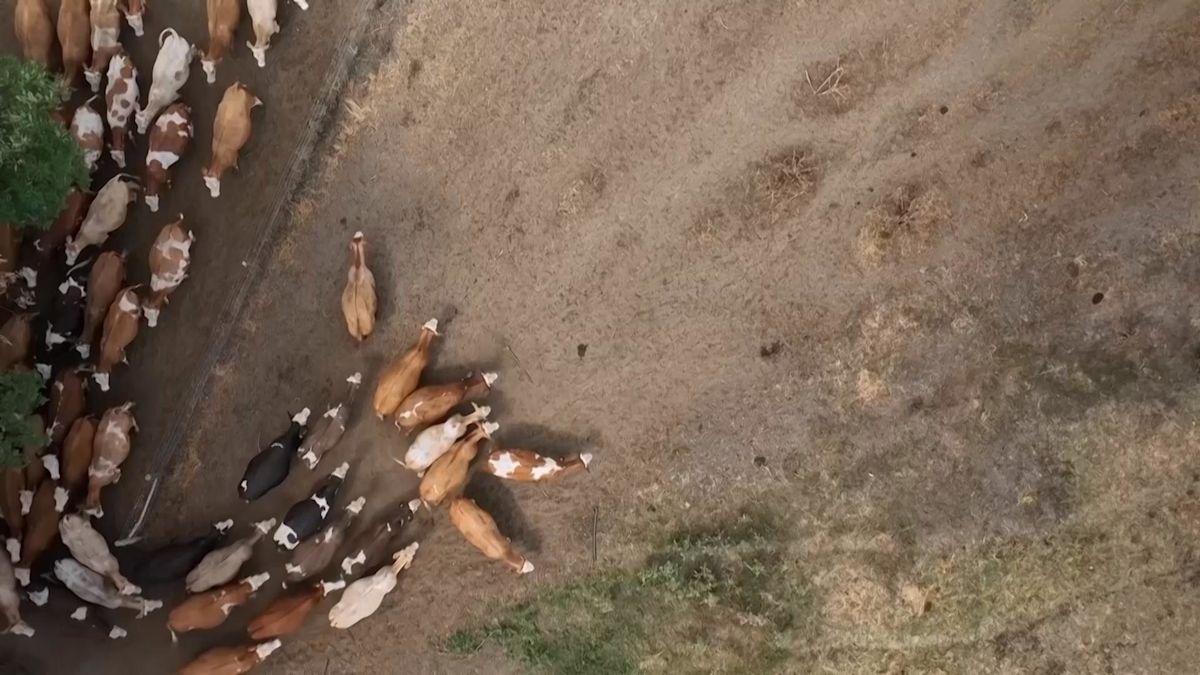 Drought in Central Europe disrupts agriculture