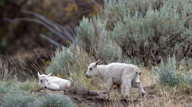 Wildfire near Summerland threatens mountain goats living on nearby cliffs