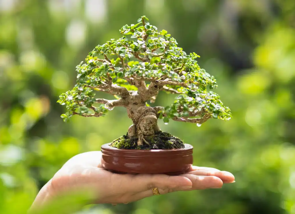 I ran the tiny Bonsai model on my tiny GPU. Here’s how it performed