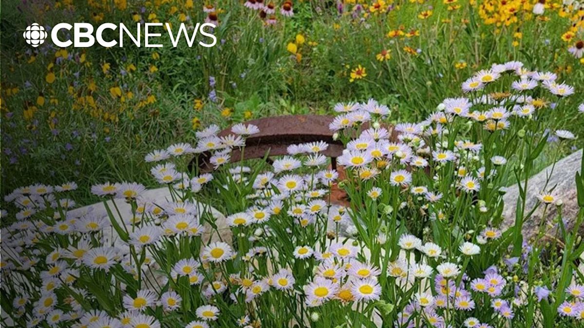 What are Saskatoon's pollinator paradise gardens?