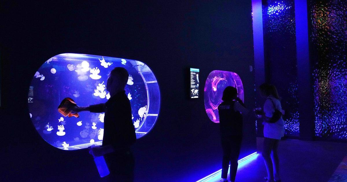Mesmerizing jellyfish take center stage at 1st US museum dedicated solely to the floating predators