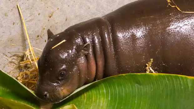 The Toronto Zoo has named its pygmy hippo baby 'Maple'