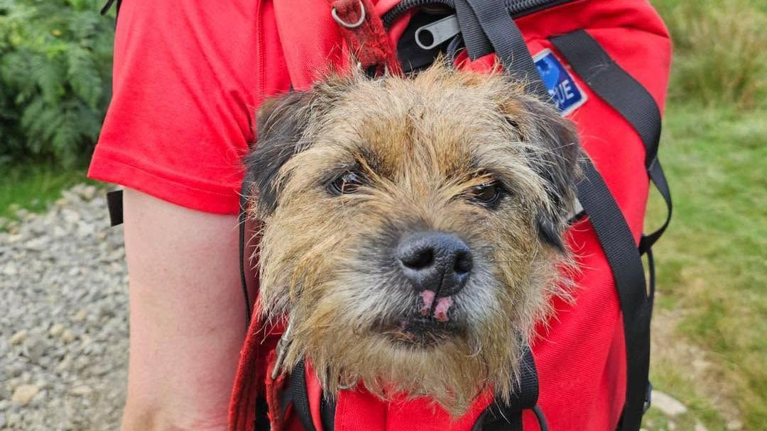 Dog lost on mountain found three weeks later