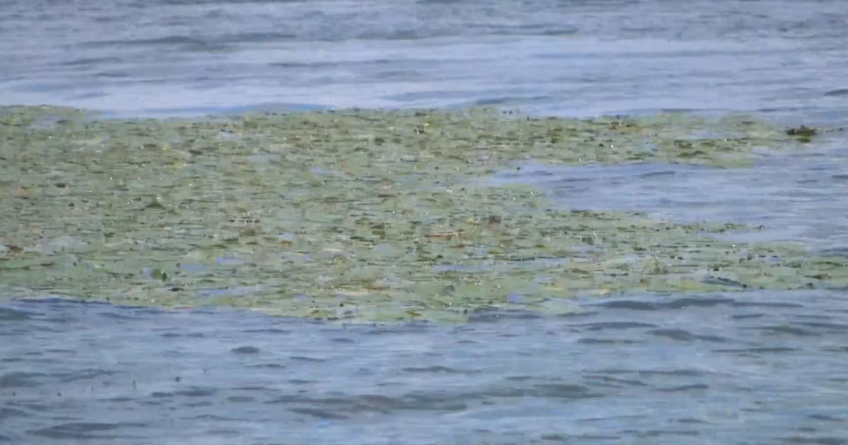 Quebec engineer testing technology to solve algae problem in lakes