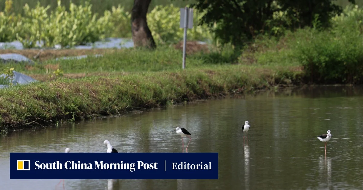 Editorial | As Hong Kong boosts governance efficiency with AI, balance is key