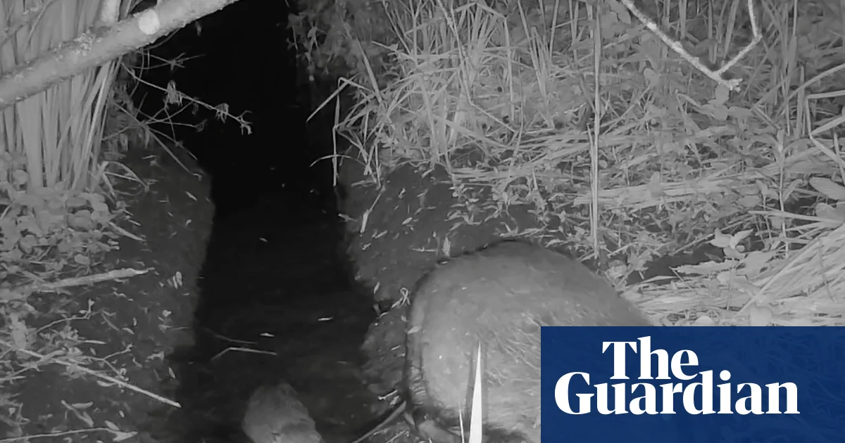 Wild beaver kits born in Norfolk for first time in more than 500 years