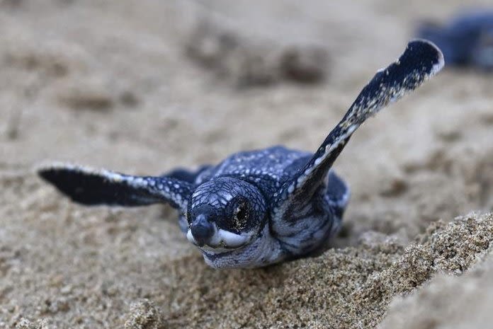 World's largest sea turtles return to Panama's Pacific coast