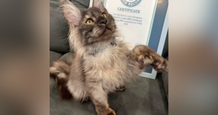 Meet the Wisconsin Maine Coon kitten with world record