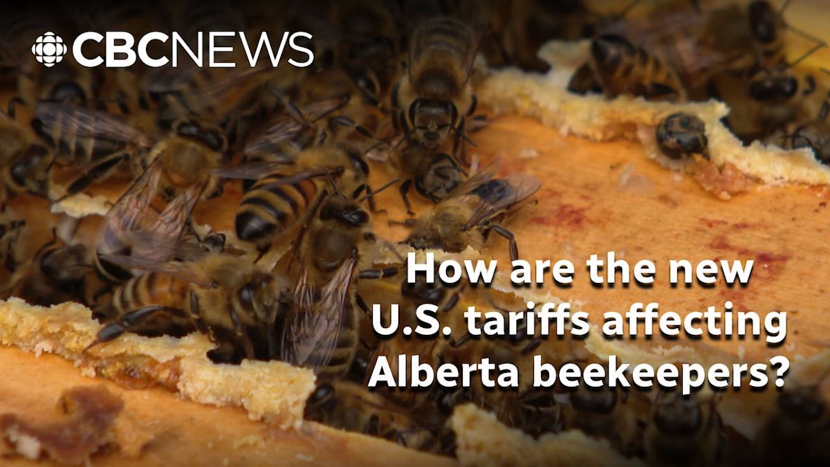 How are the new U.S. tariffs affecting Alberta beekeepers?