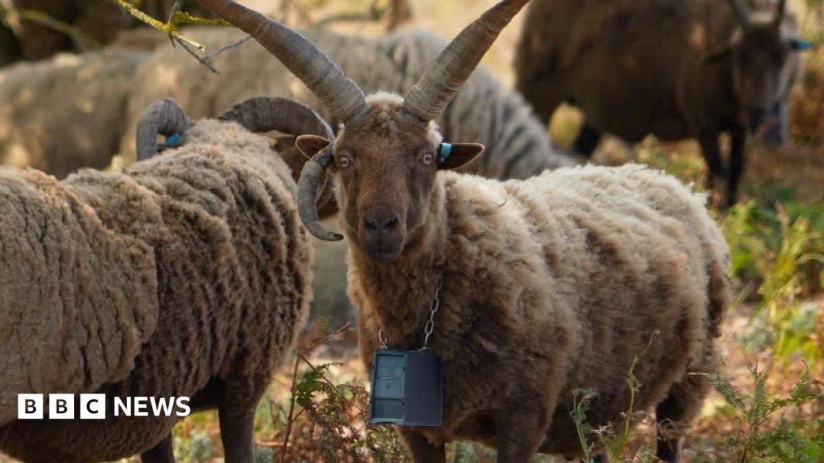 Jersey shepherds say GPS technology making lives 'much easier'