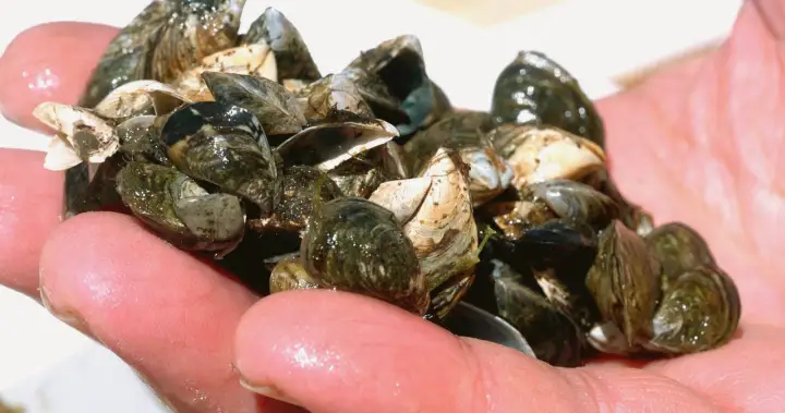 Zebra mussels found during inspection of boat in Saskatchewan provincial park
