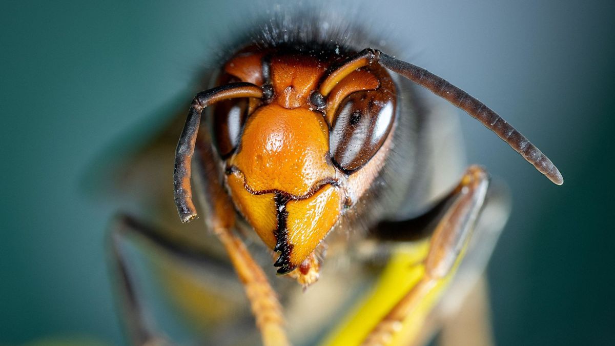 'Favourable winds' result in fewer Asian hornets