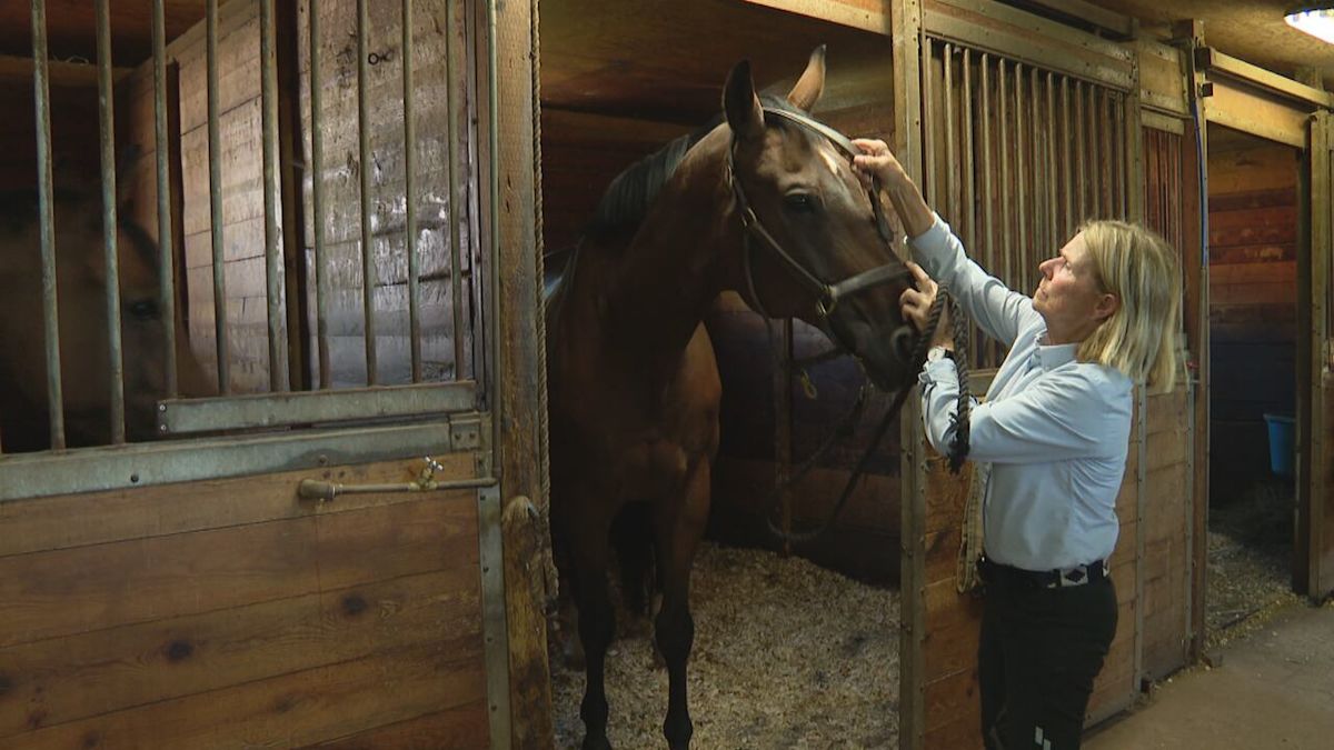 Contagious equine virus confirmed in New Brunswick