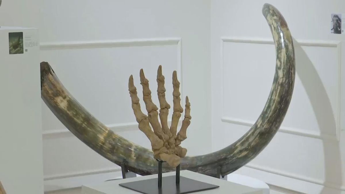 Dinosaurs for sale at Moscow show