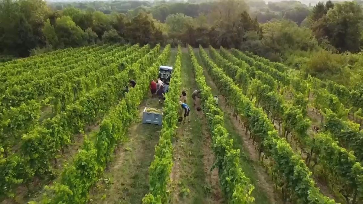Extreme heat forces Rhone winemakers to harvest early