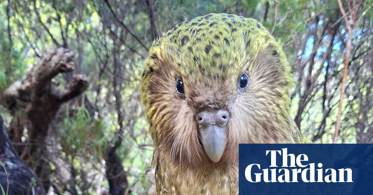 Kākāpō rising: 90 chicks swell population of the world’s heaviest parrot