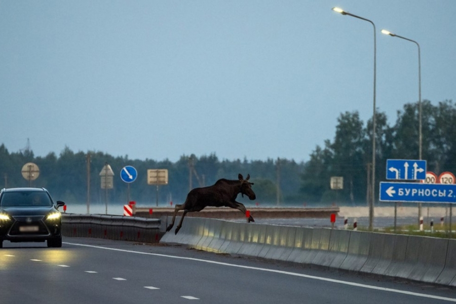 Artificial intelligence has started searching for moose on Belarusian highways. How does it work?