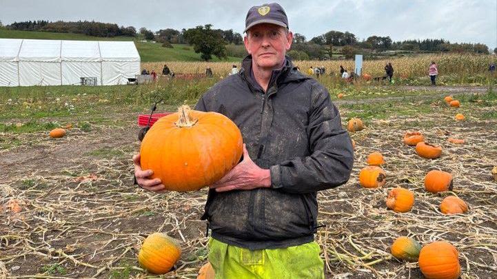 Will there be enough pumpkins for Halloween?