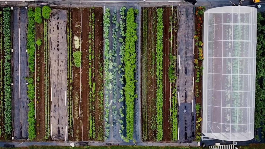 University of Hawaiʻi receives $2M for development of artificial intelligence tools to protect food production systems