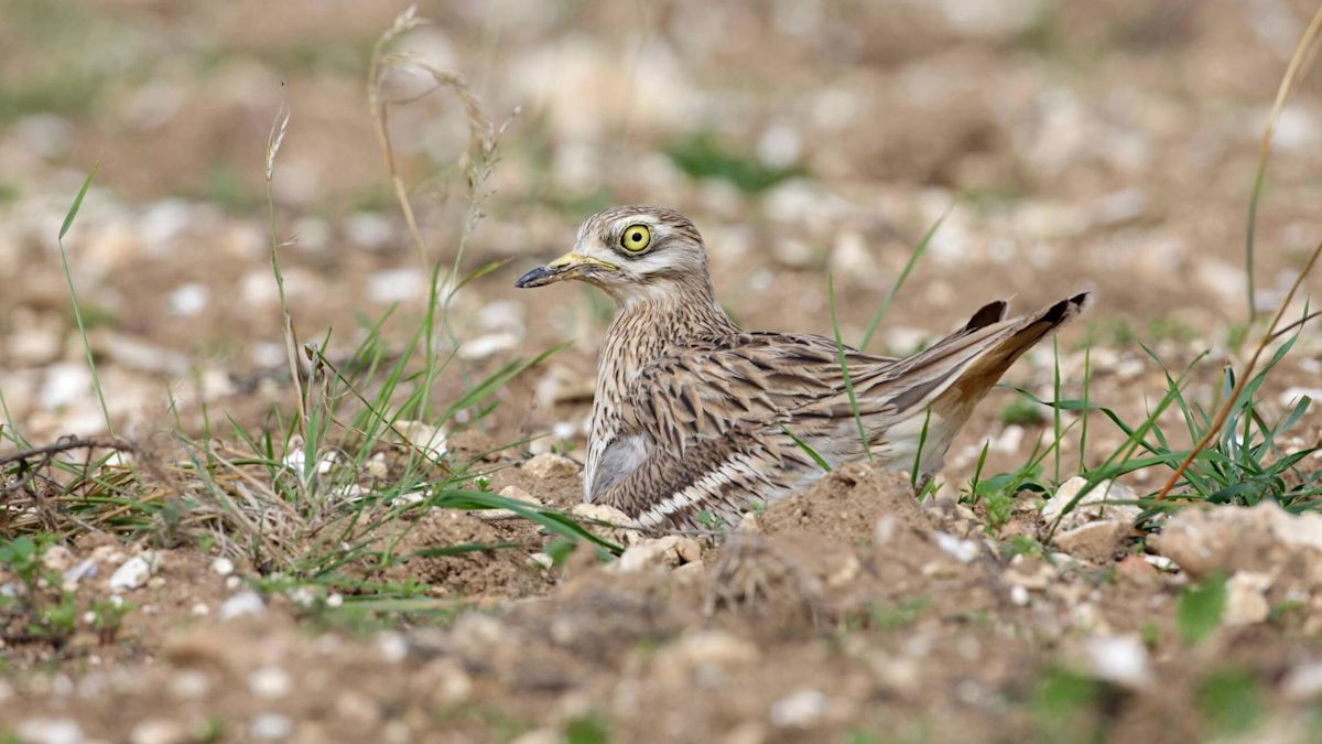Nature reserve safeguards rare bird population