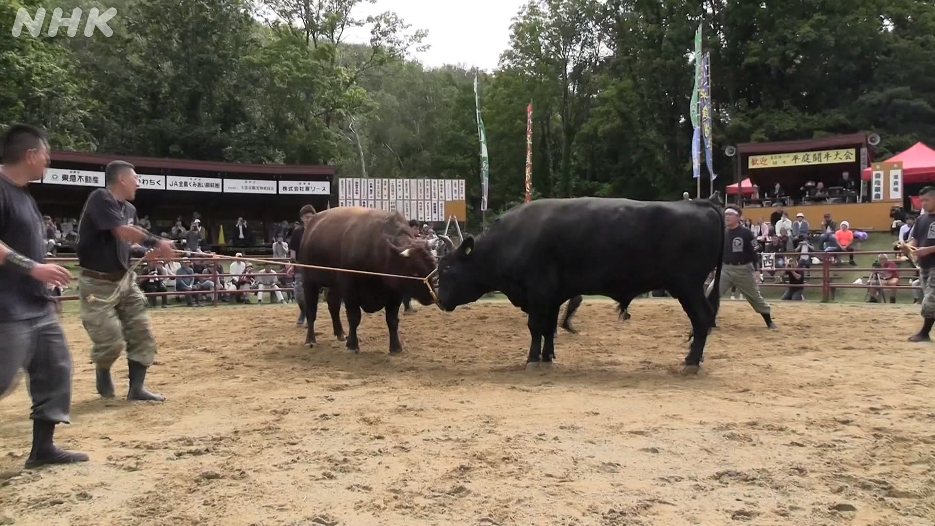 Historic bullfighting event held in Iwate Prefecture