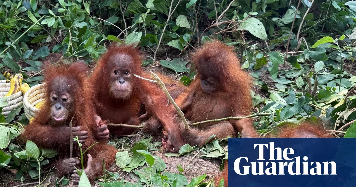 Baby orangutans found in forest in India spark trafficking investigation