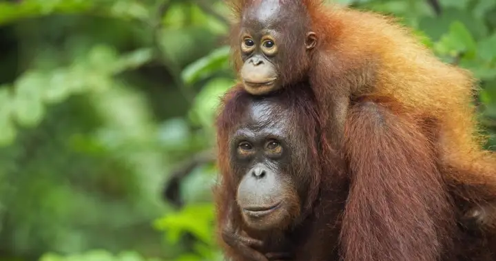 5 baby orangutans rescued from suspected smuggling operation in India