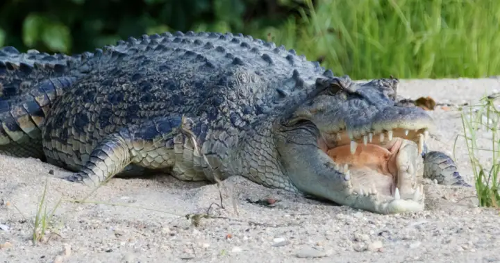 Australian crocodile habitat will be Olympic rowing venue in 2032 Games