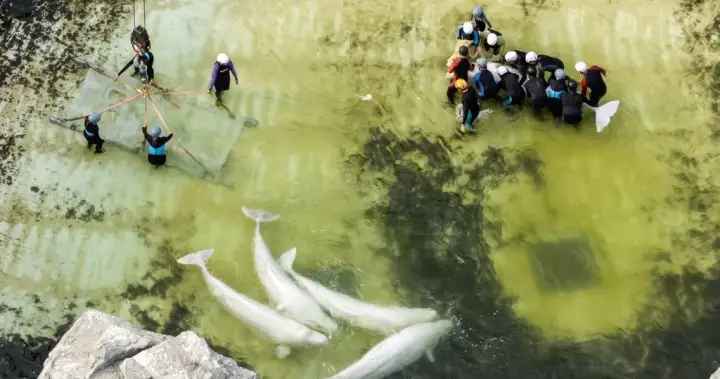 Third Marineland beluga dies after move, this time in Spain