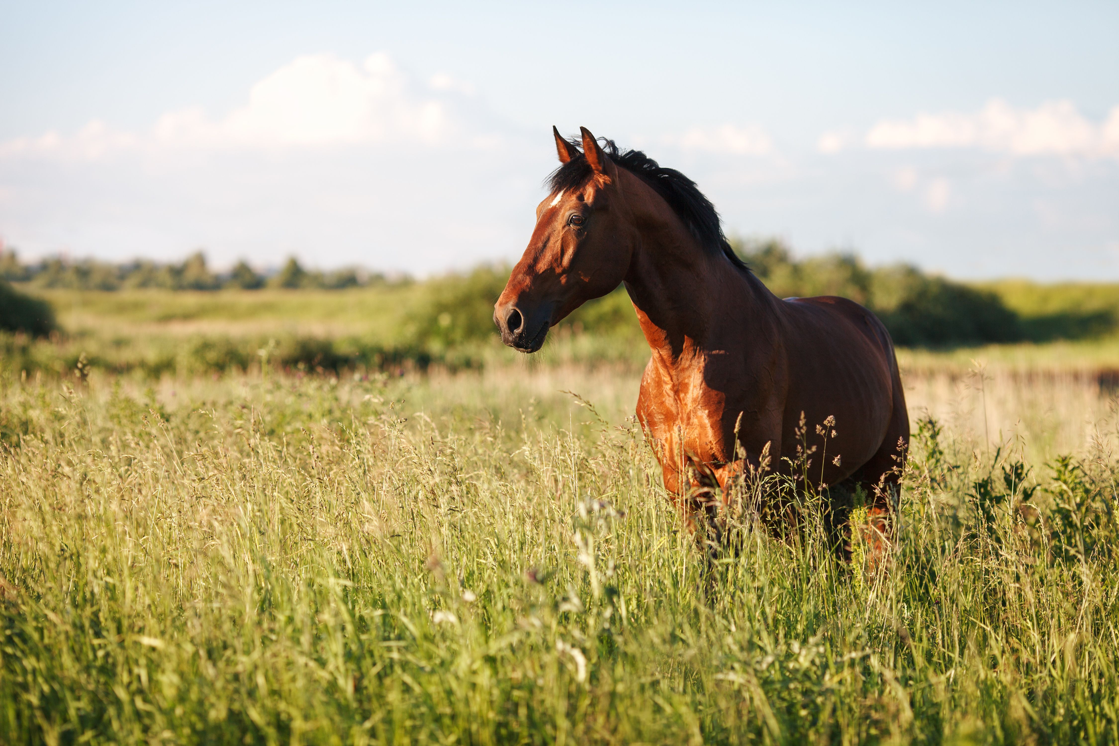 Wrap up: New World screwworm confirmed in a US horse, and other news