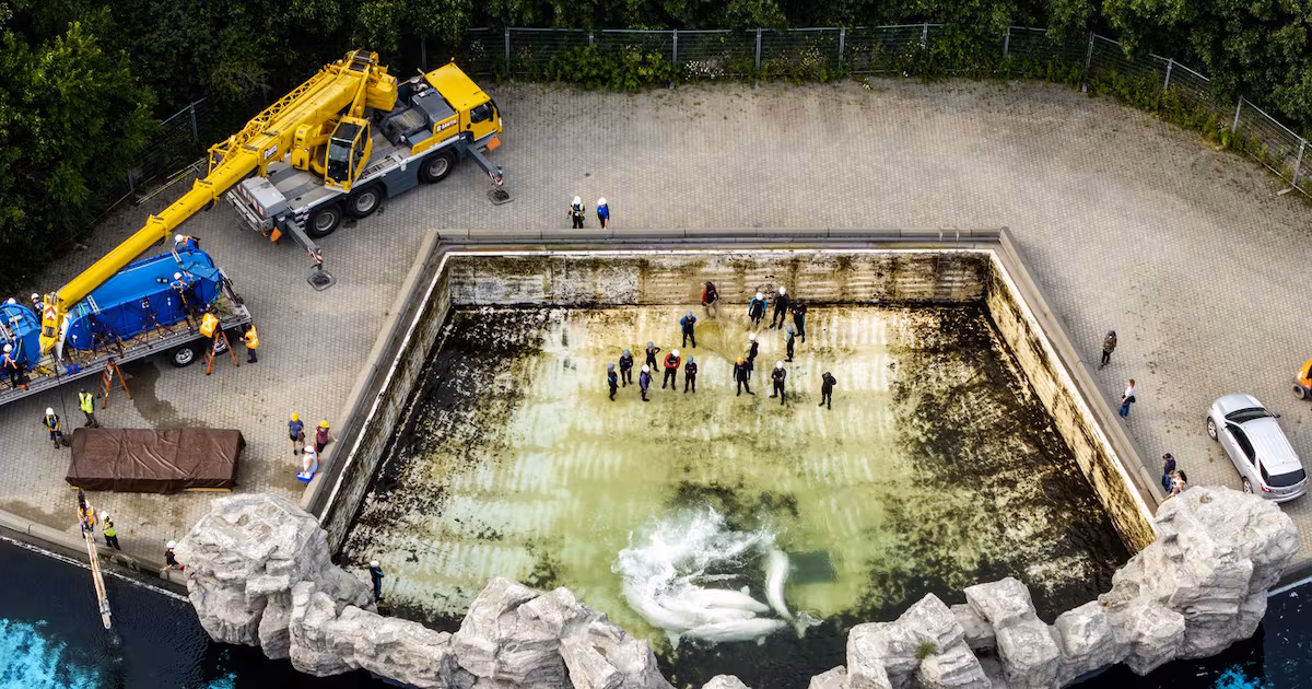 Fourth Marineland whale dies after relocation, third at Shedd Aquarium in Chicago