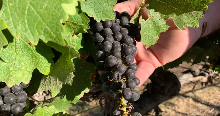 California farmers struggle to sell grapes as demand for wine plummets