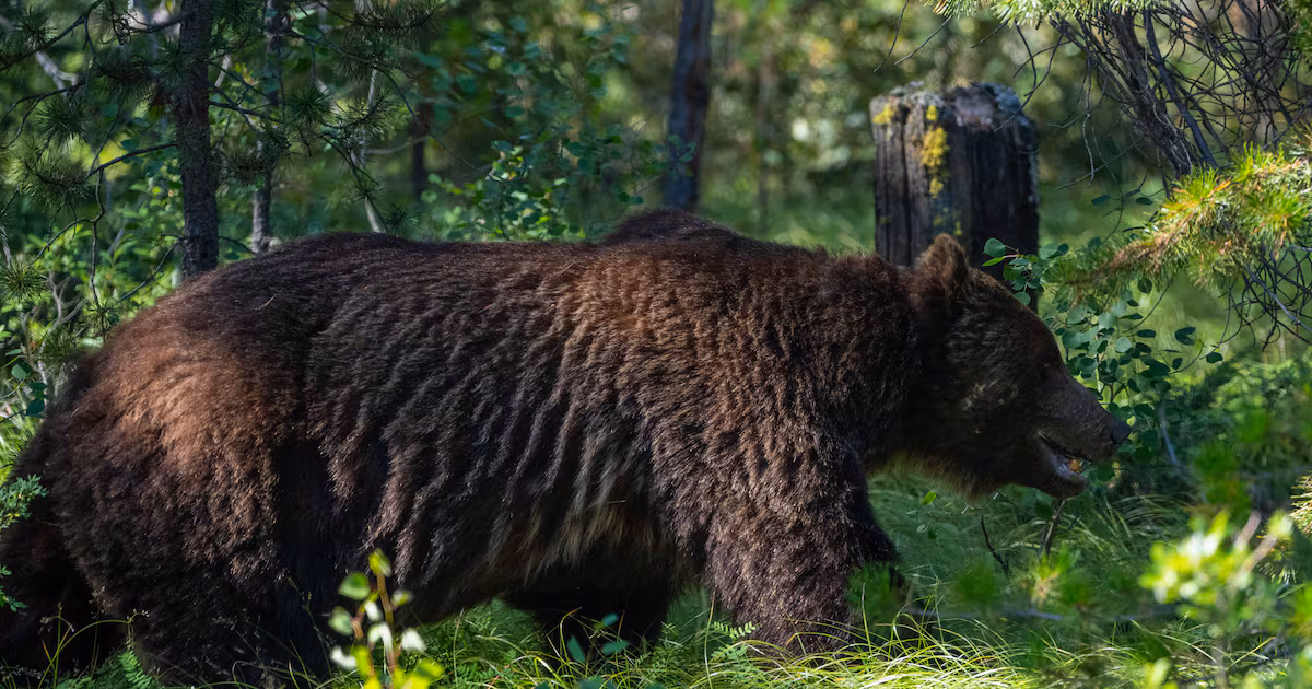 Could ‘The Boss’ be euthanized? Parks Canada addresses plans for Bear 122