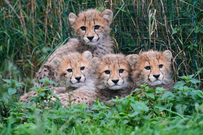 Cheetah cubs at Prague Zoo are doing well after a period of strong storms and their mother’s illness