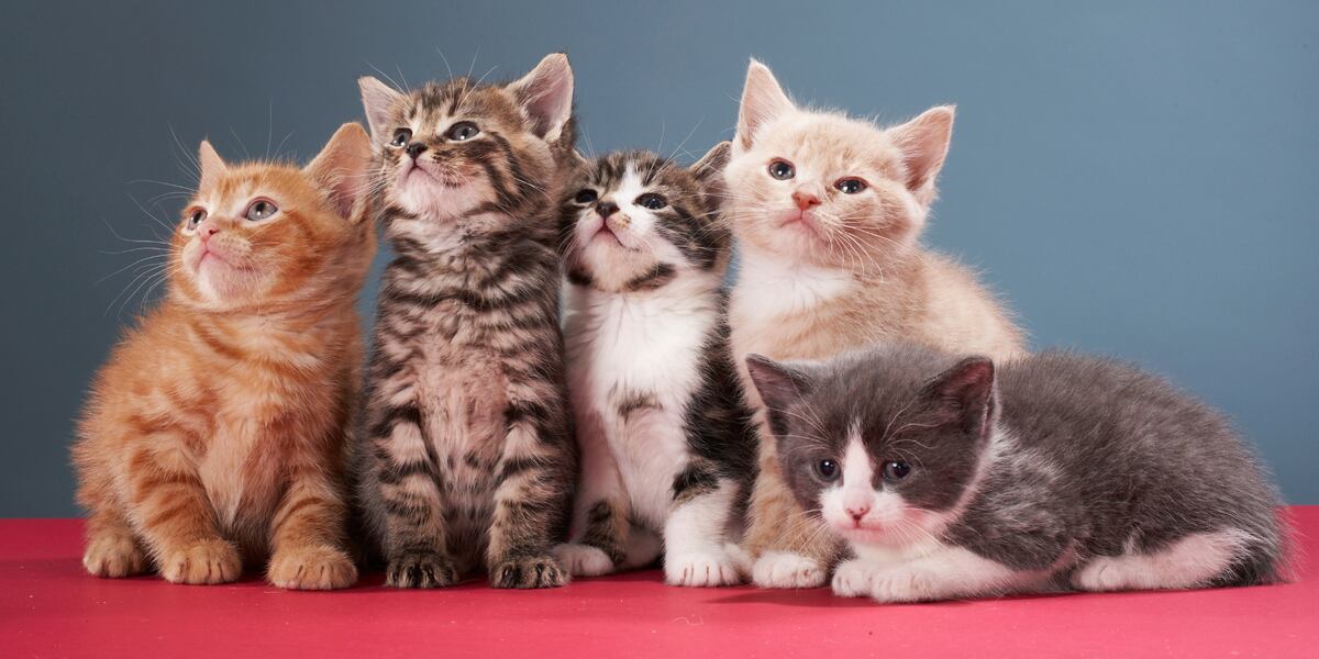 These are the most popular cat names in the United States