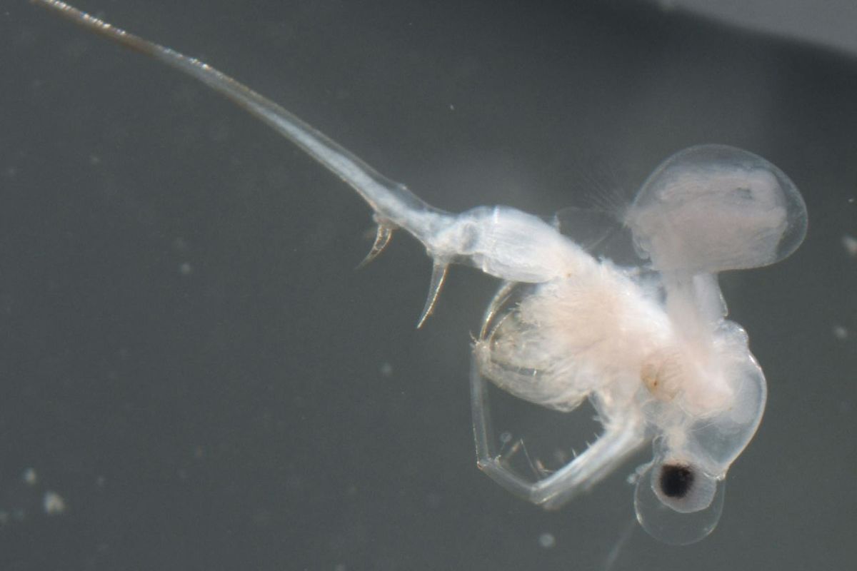 One of Canada’s worst invasive species may have arrived naturally