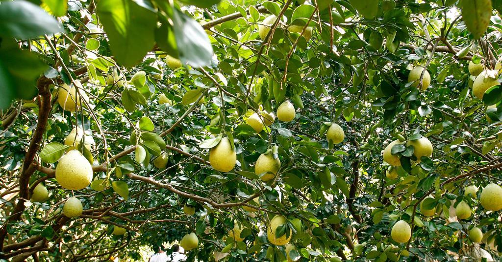 Taiwan’s Madou region sends third shipment of pomelo to Canada