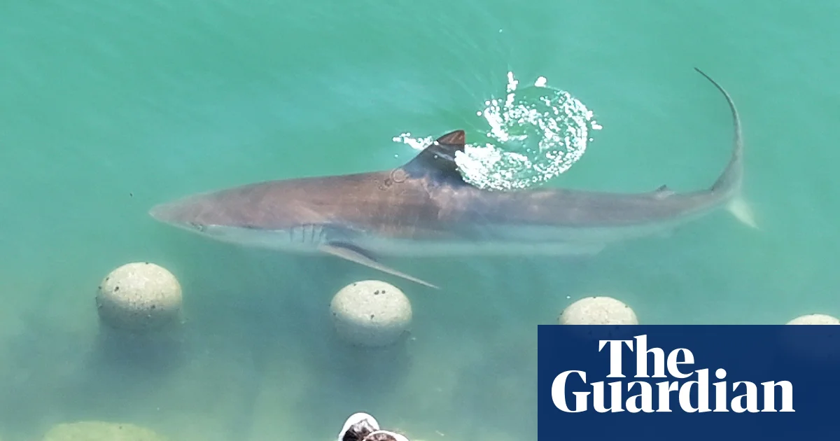 Large shark stuck in South Korean city canal draws 600,000 visitors